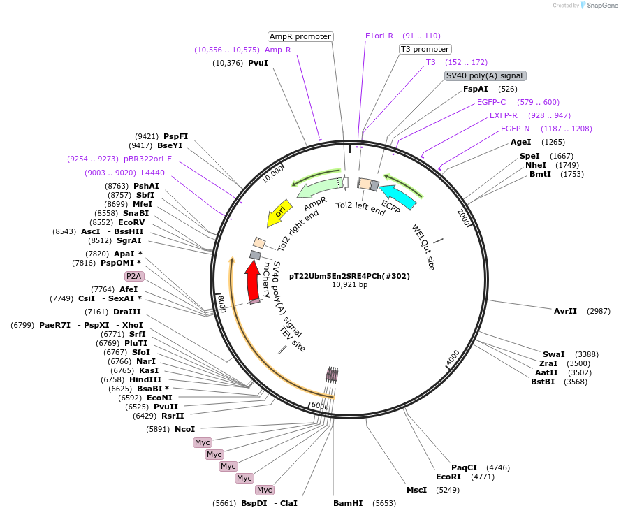 184089-plasmid-map-sequence-id-363975