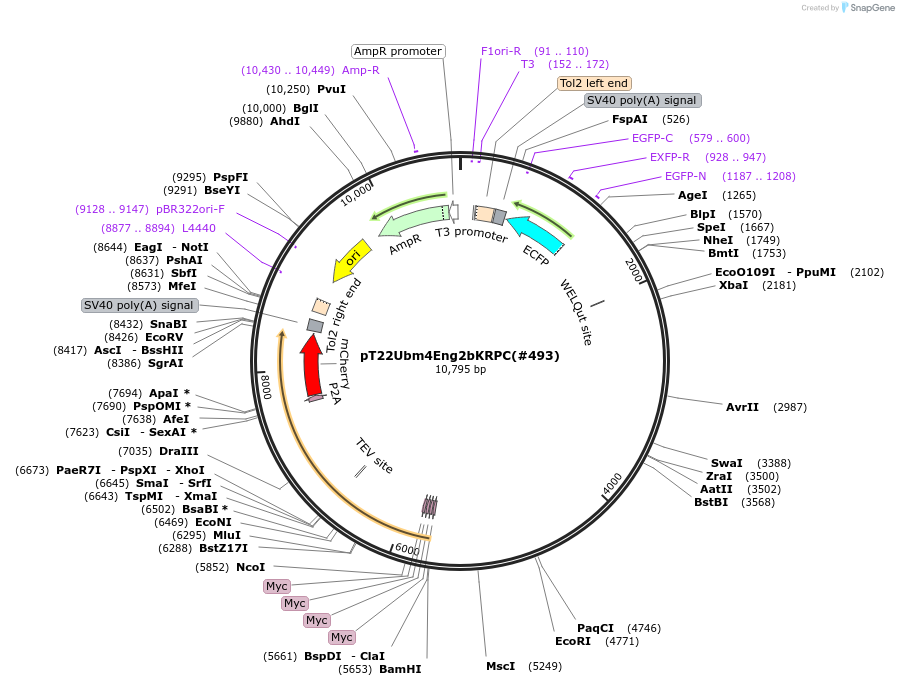 184091-plasmid-map-sequence-id-363977