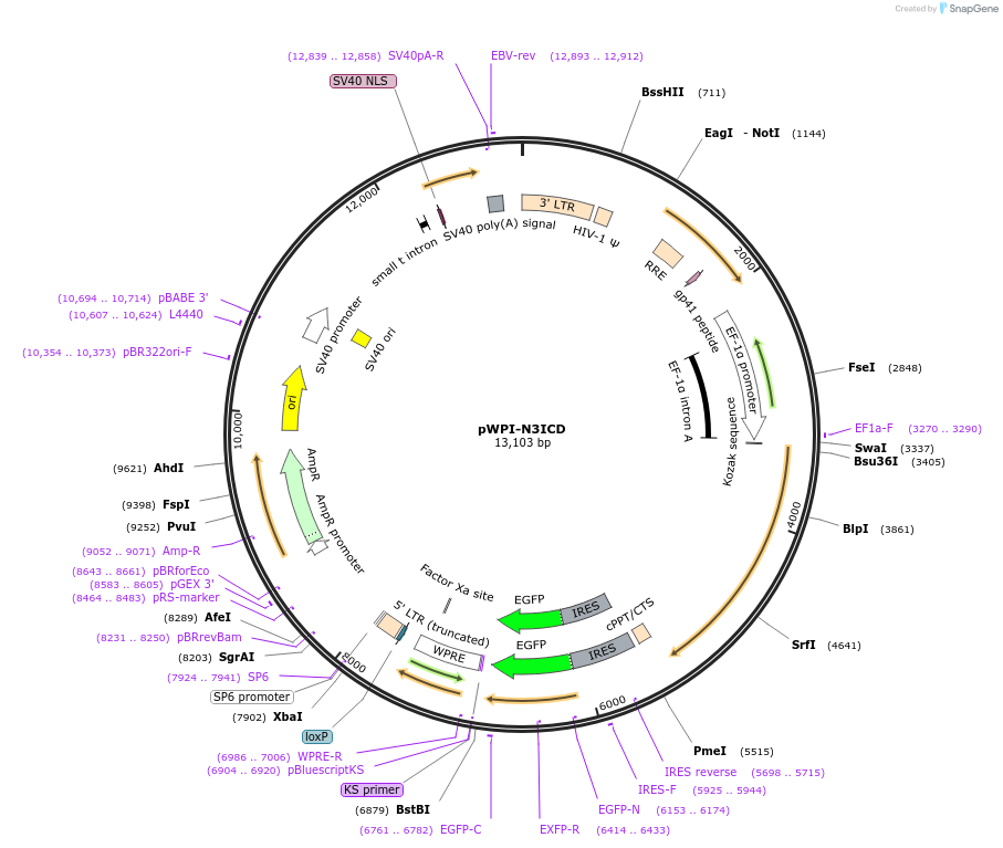 185524-plasmid-map-sequence-id-363981