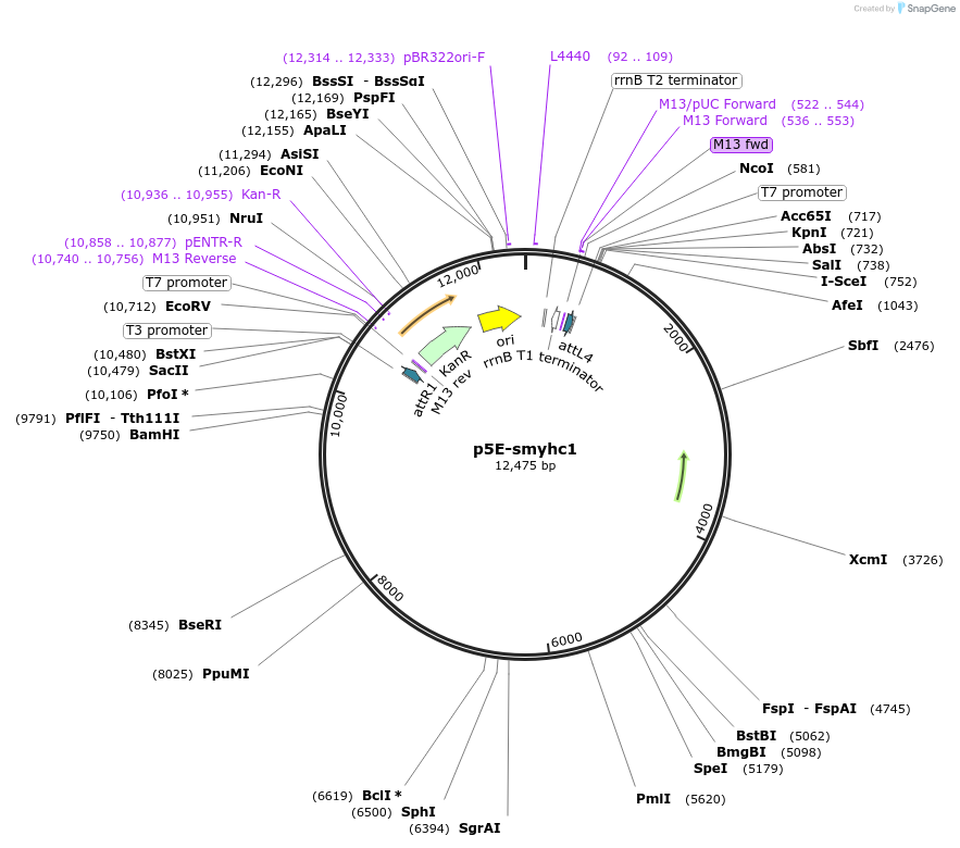 126748-plasmid-map-sequence-id-363982