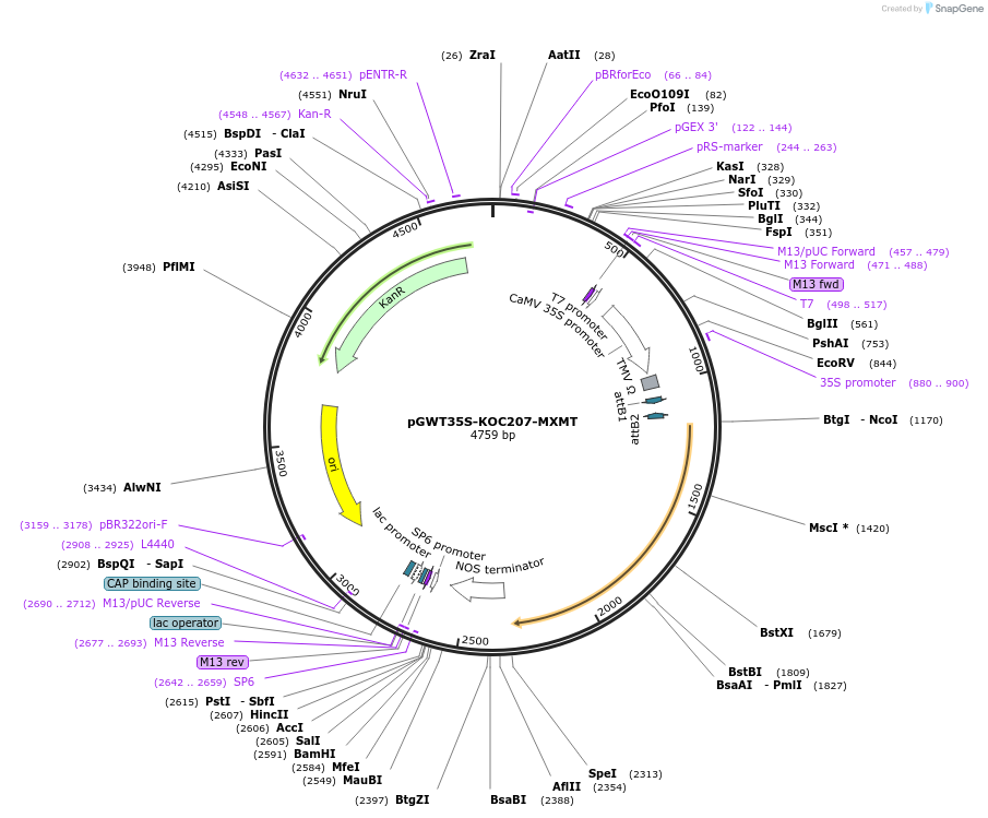 182730-plasmid-map-sequence-id-363984