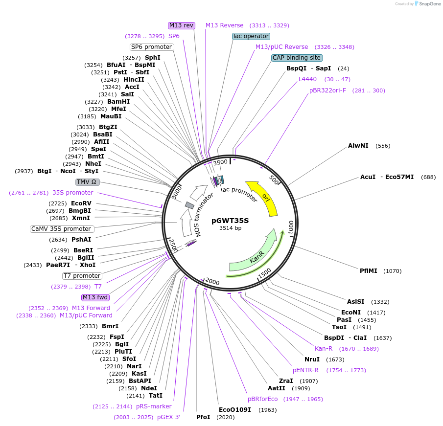 182790-plasmid-map-sequence-id-363985