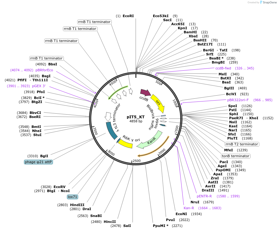 173773-plasmid-map-sequence-id-363991