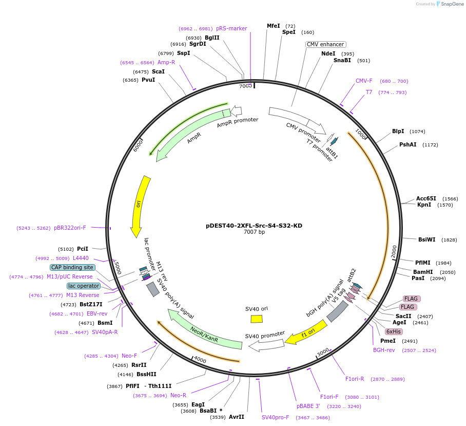 140299-plasmid-map-sequence-id-363993
