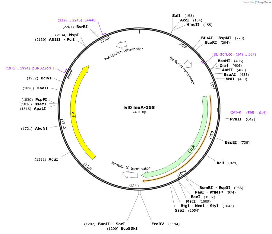153407-plasmid-map-sequence-id-363999