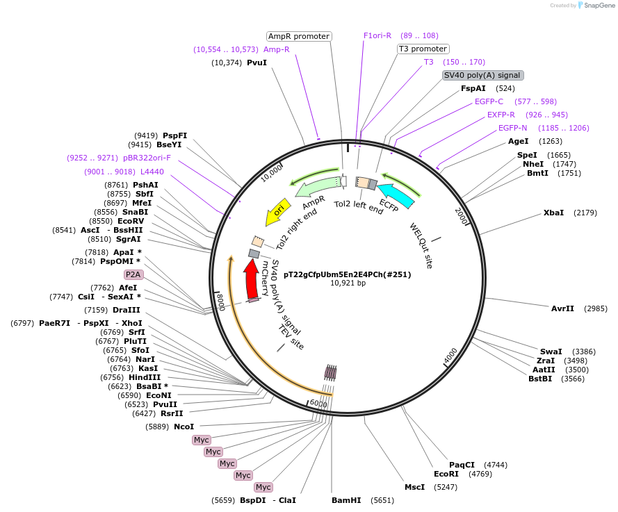 184083-plasmid-map-sequence-id-364001
