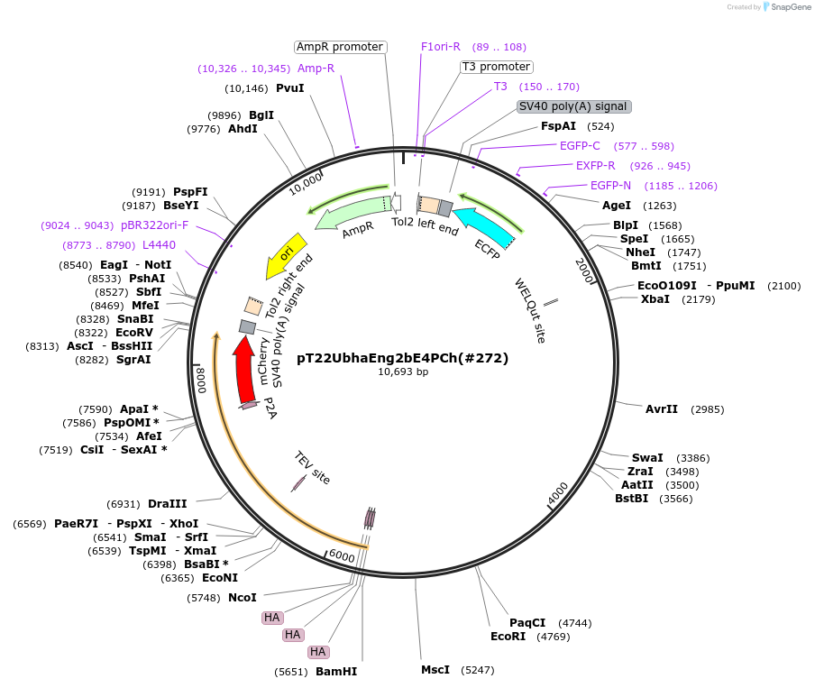 184086-plasmid-map-sequence-id-364007