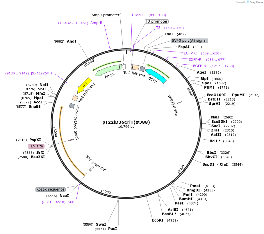 184062-plasmid-map-sequence-id-364011