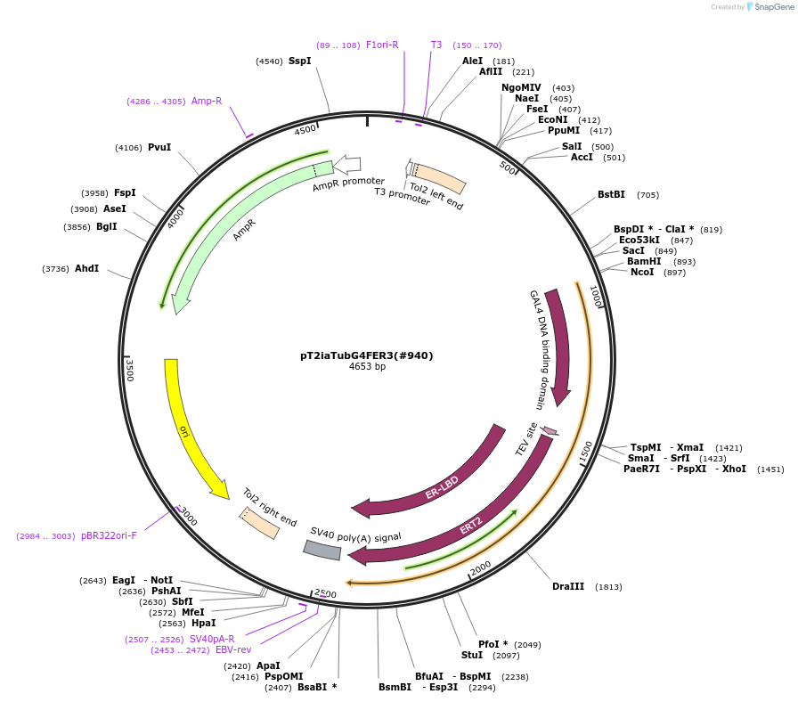 184071-plasmid-map-sequence-id-364016