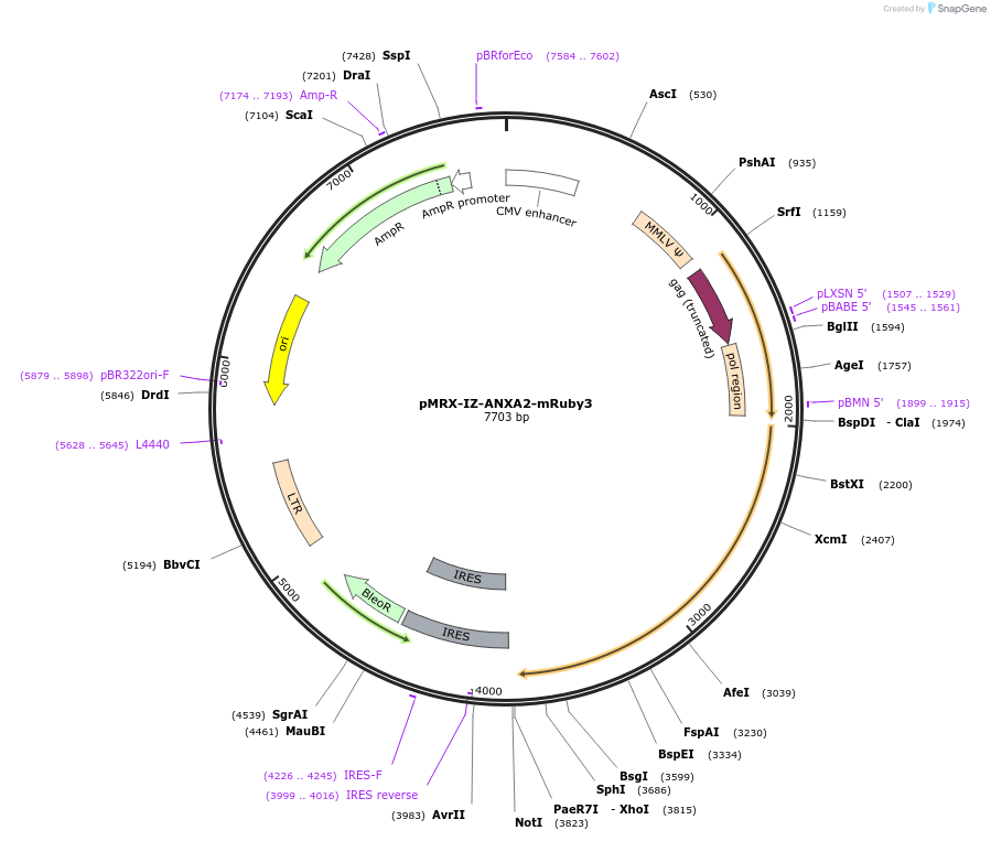 184889-plasmid-map-sequence-id-364034
