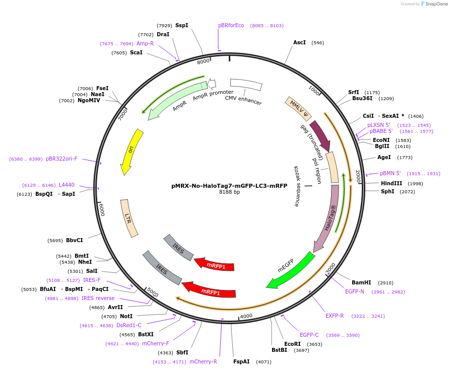 184902-plasmid-map-sequence-id-364036
