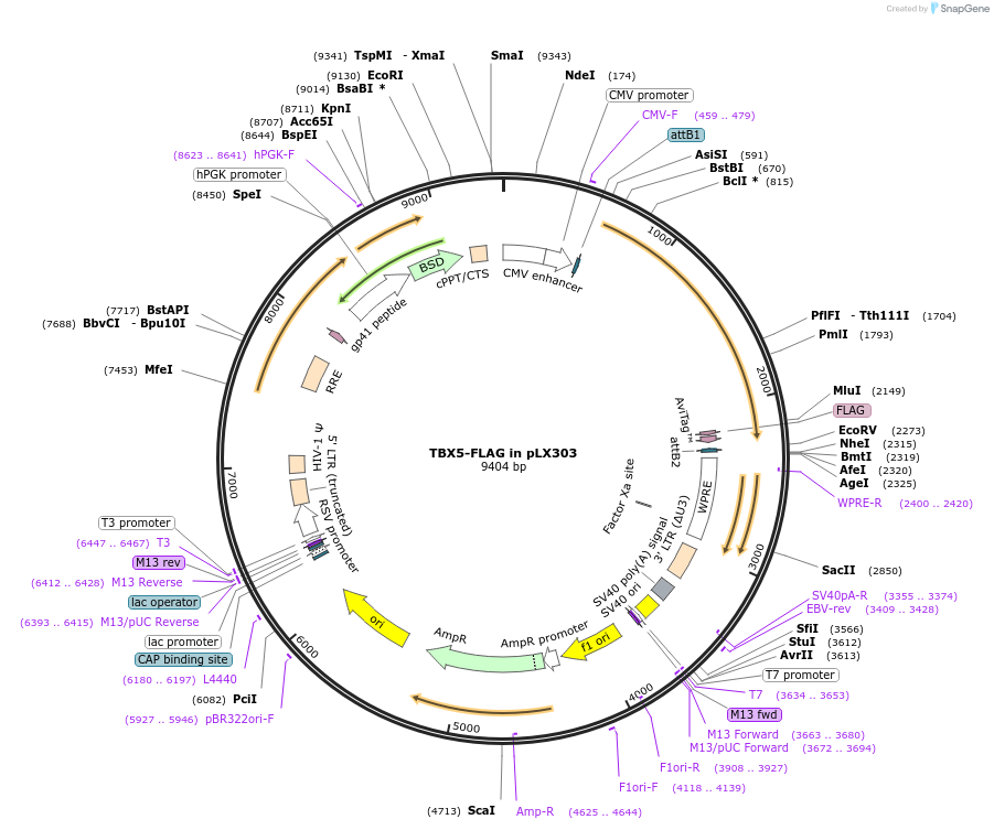 42563-plasmid-map-sequence-id-364039