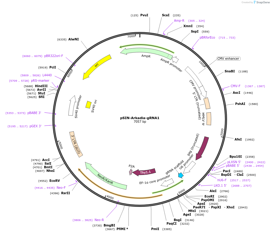 180374-plasmid-map-sequence-id-364052