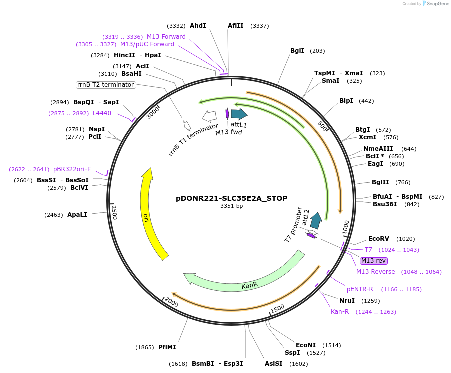 161252-plasmid-map-sequence-id-364064