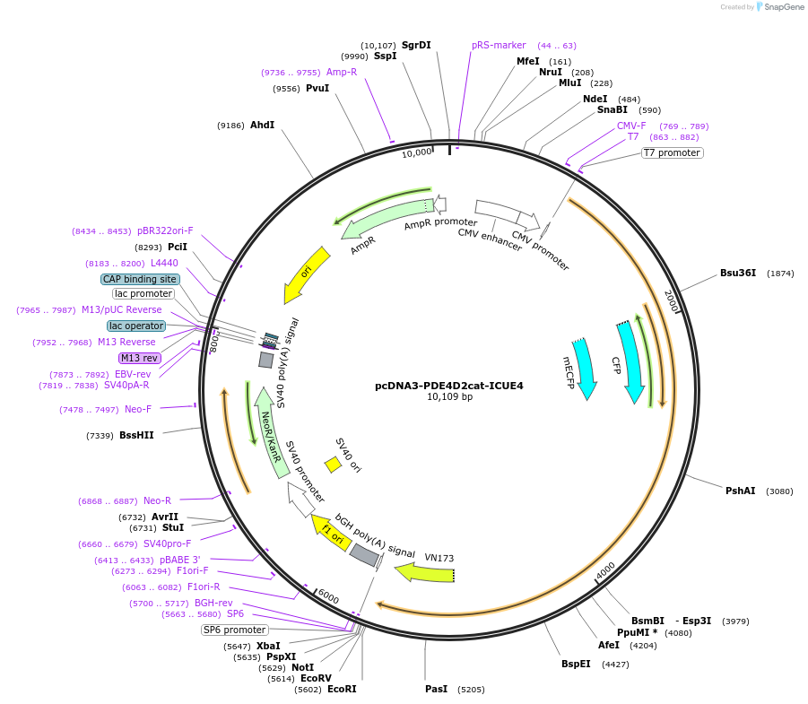 181847-plasmid-map-sequence-id-364065