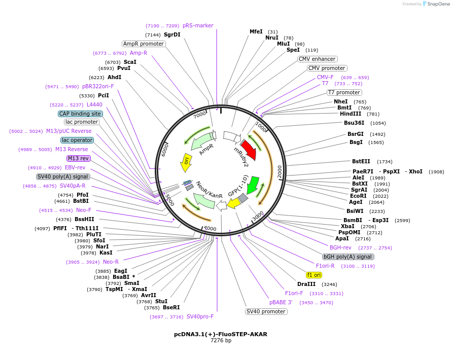 181844-plasmid-map-sequence-id-364069