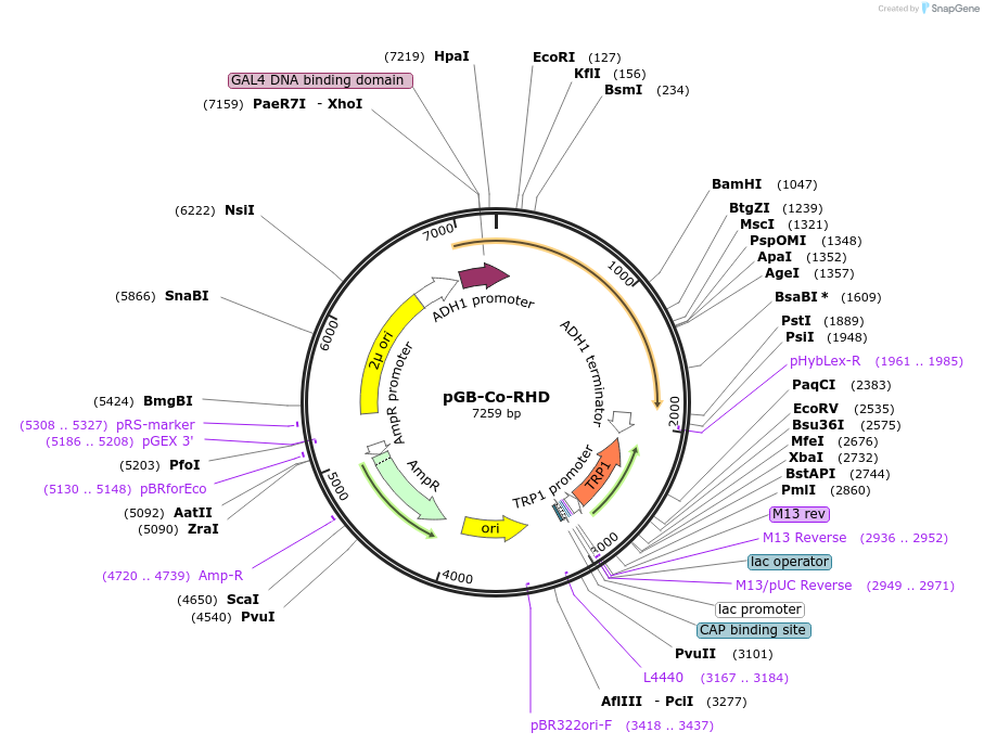180207-plasmid-map-sequence-id-364071