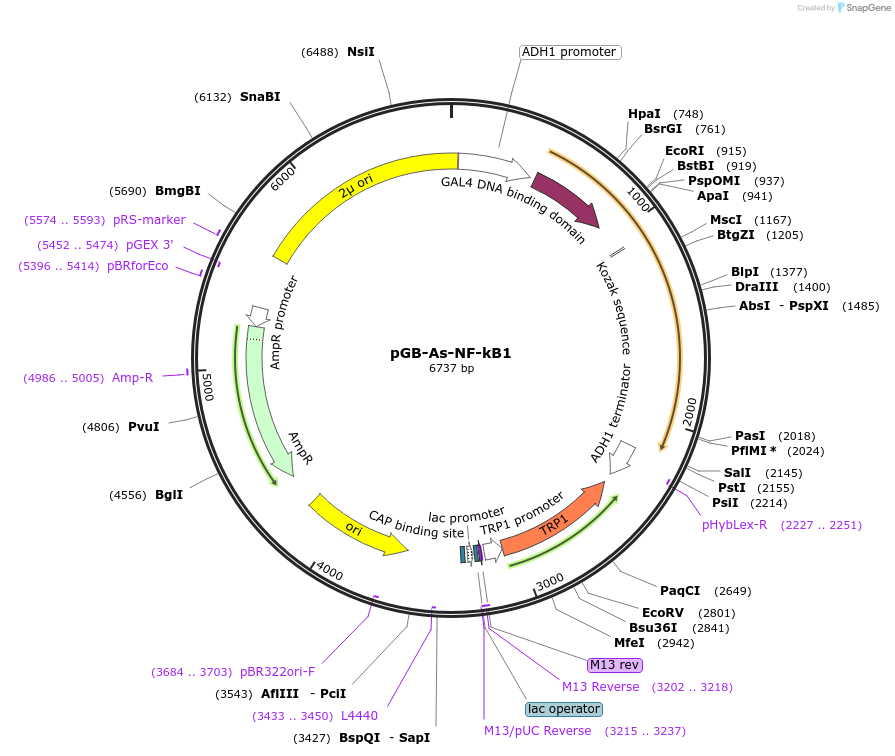 180209-plasmid-map-sequence-id-364072