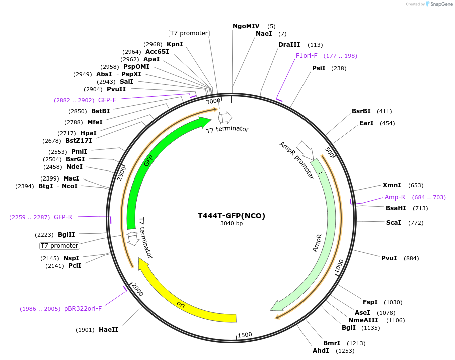 183972-plasmid-map-sequence-id-364073