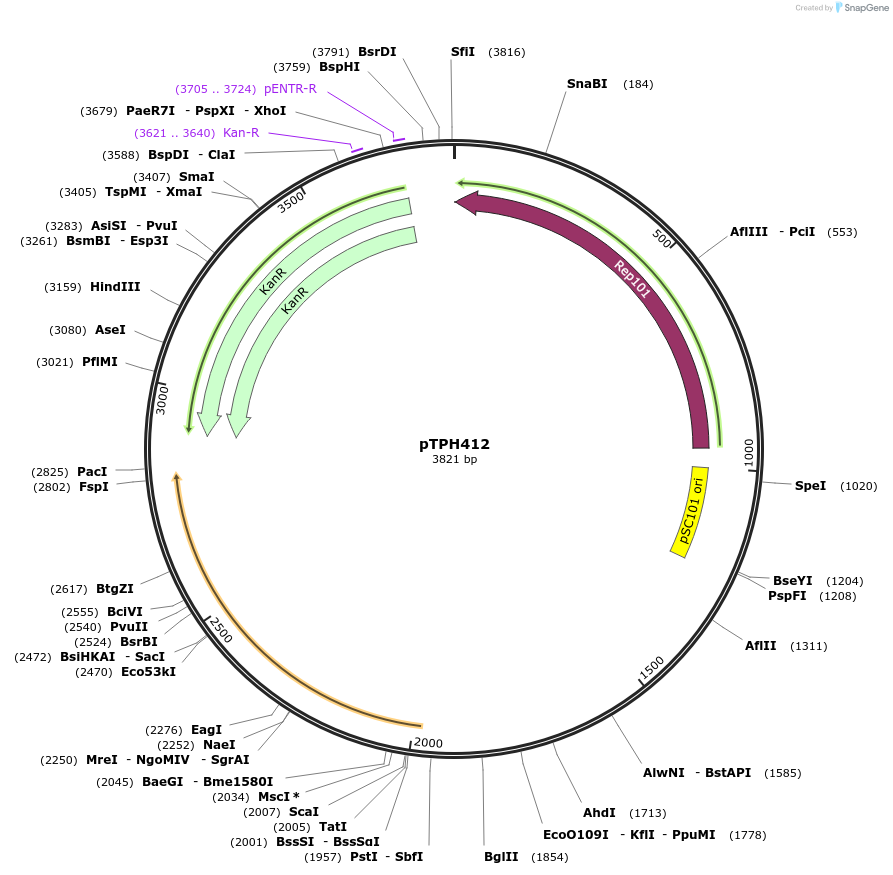 185724-plasmid-map-sequence-id-364092