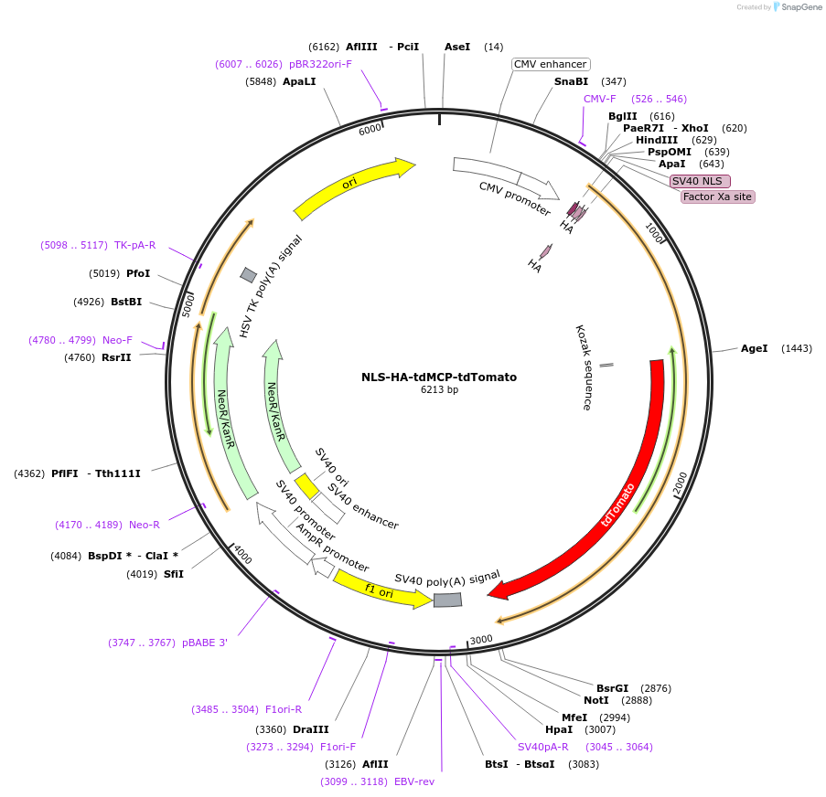 183938-plasmid-map-sequence-id-364093