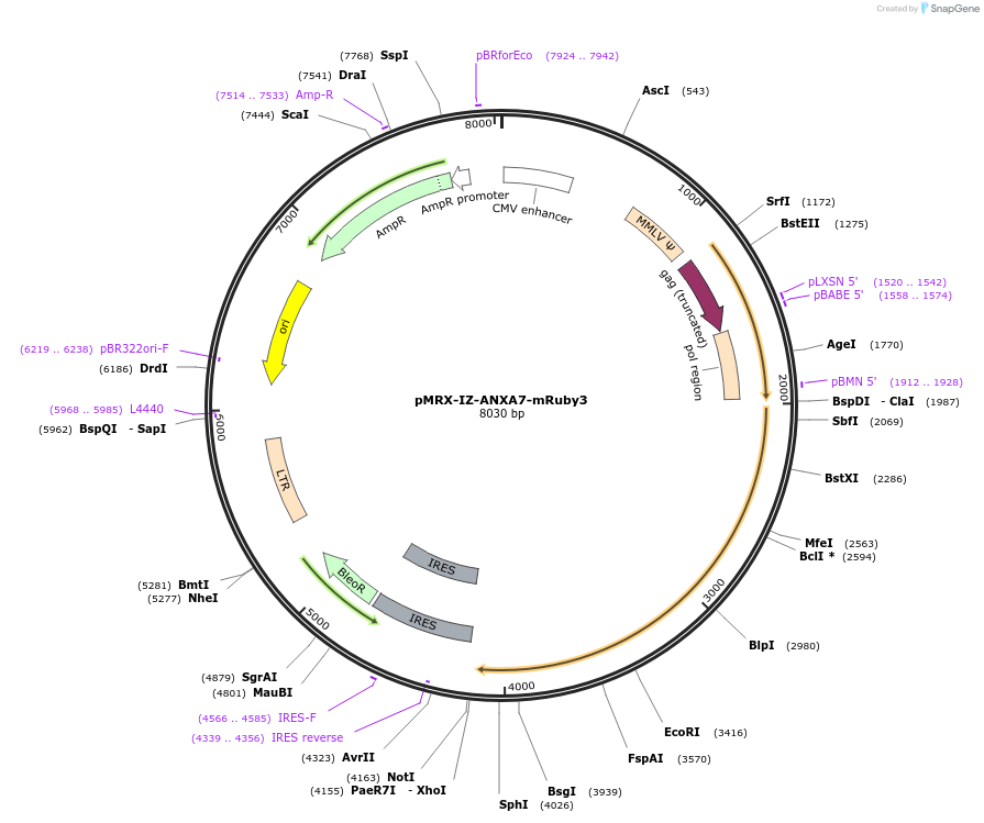 184893-plasmid-map-sequence-id-364096