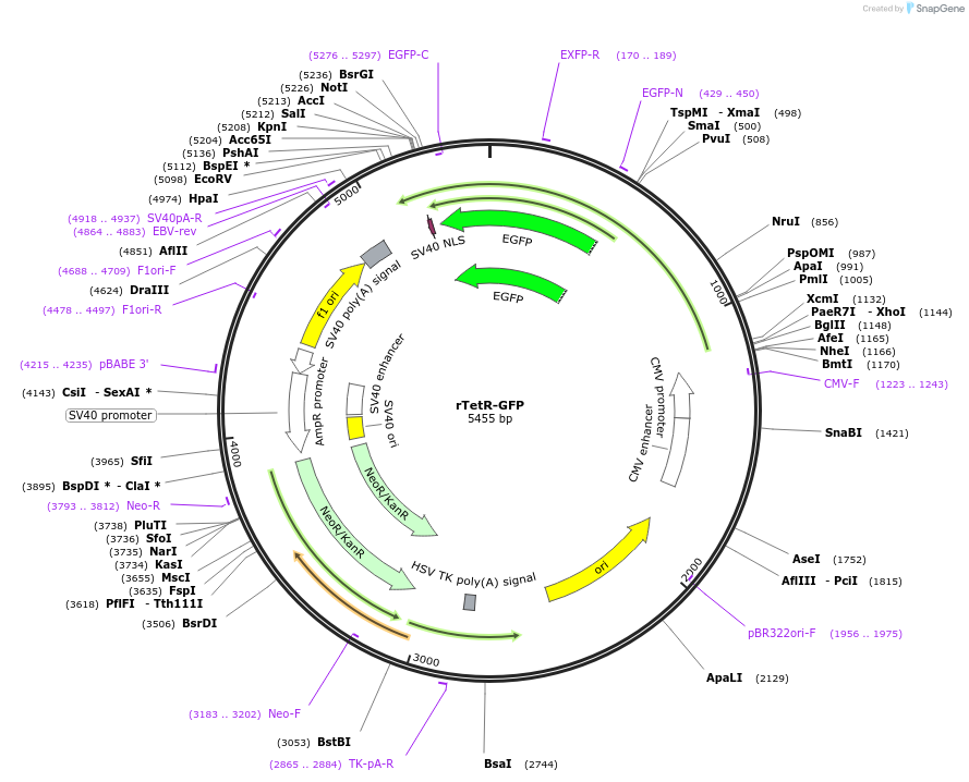 183916-plasmid-map-sequence-id-364097