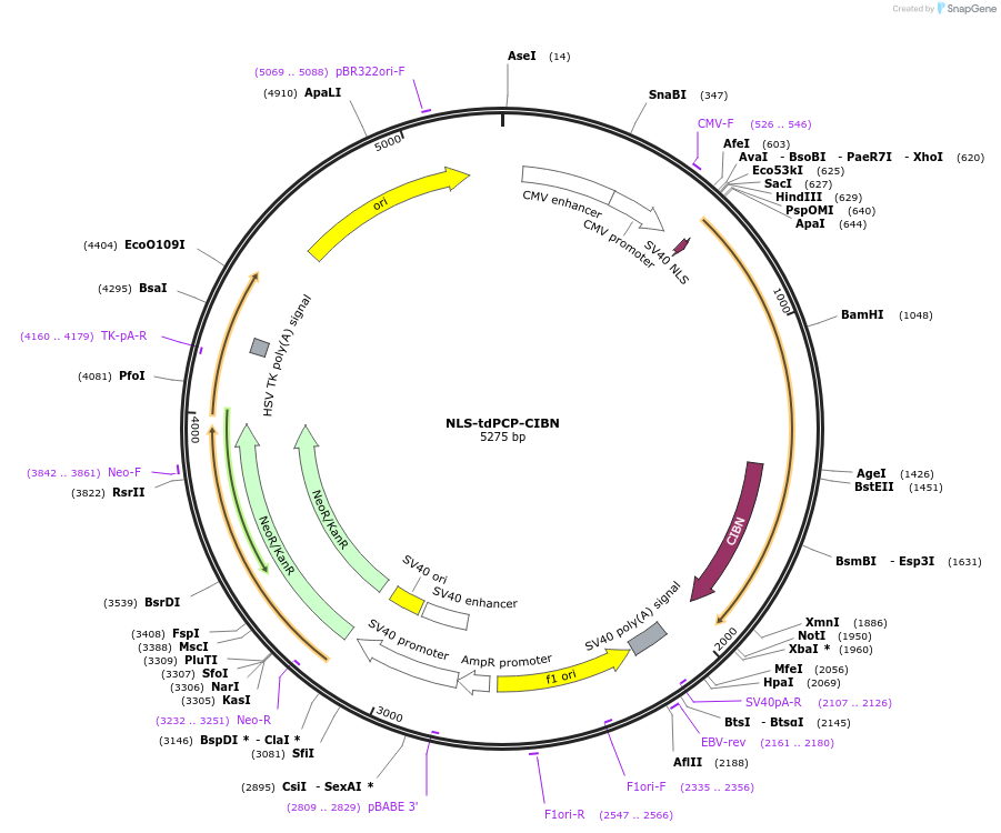183937-plasmid-map-sequence-id-364100