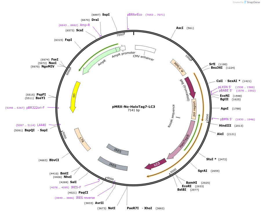 184900-plasmid-map-sequence-id-364102