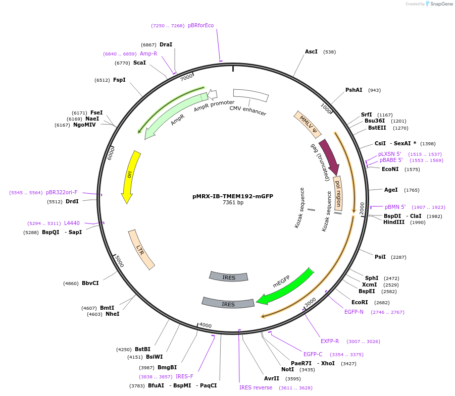 184897-plasmid-map-sequence-id-364103