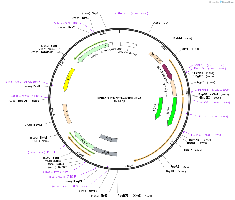 184898-plasmid-map-sequence-id-364105