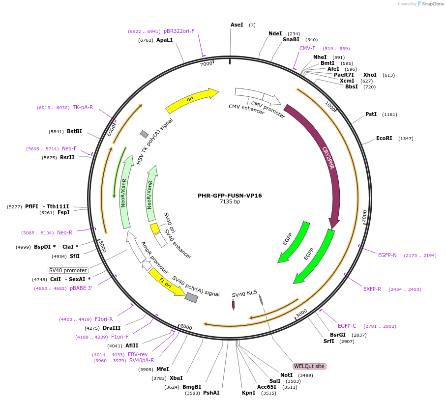 183933-plasmid-map-sequence-id-364117