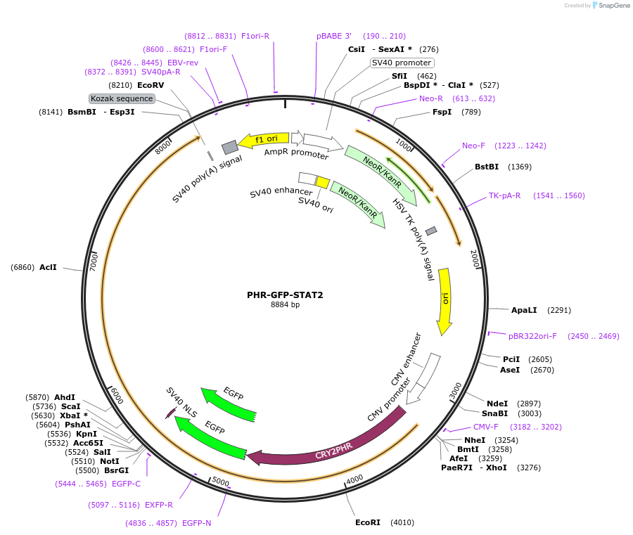 183931-plasmid-map-sequence-id-364129