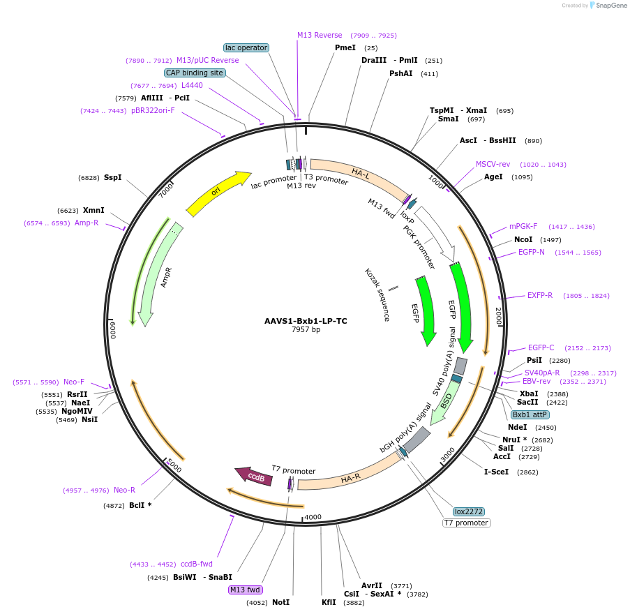 183754-plasmid-map-sequence-id-364130