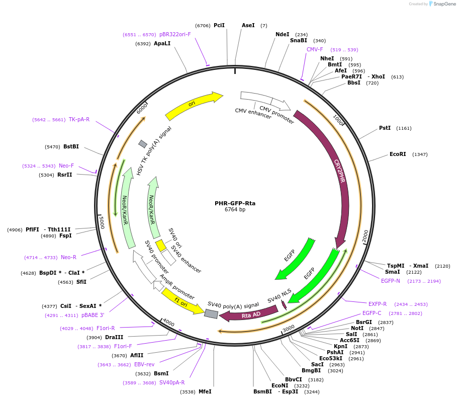 183930-plasmid-map-sequence-id-364137