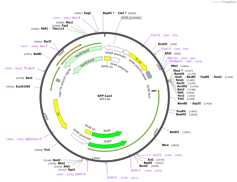 183920-plasmid-map-sequence-id-364140