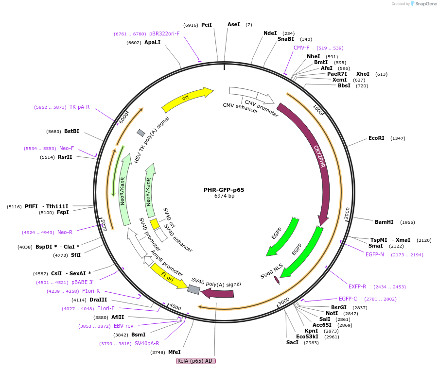 183929-plasmid-map-sequence-id-364141