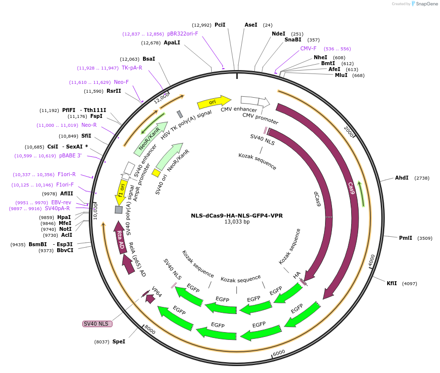 183924-plasmid-map-sequence-id-364146