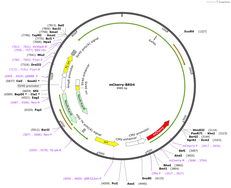 183939-plasmid-map-sequence-id-364150