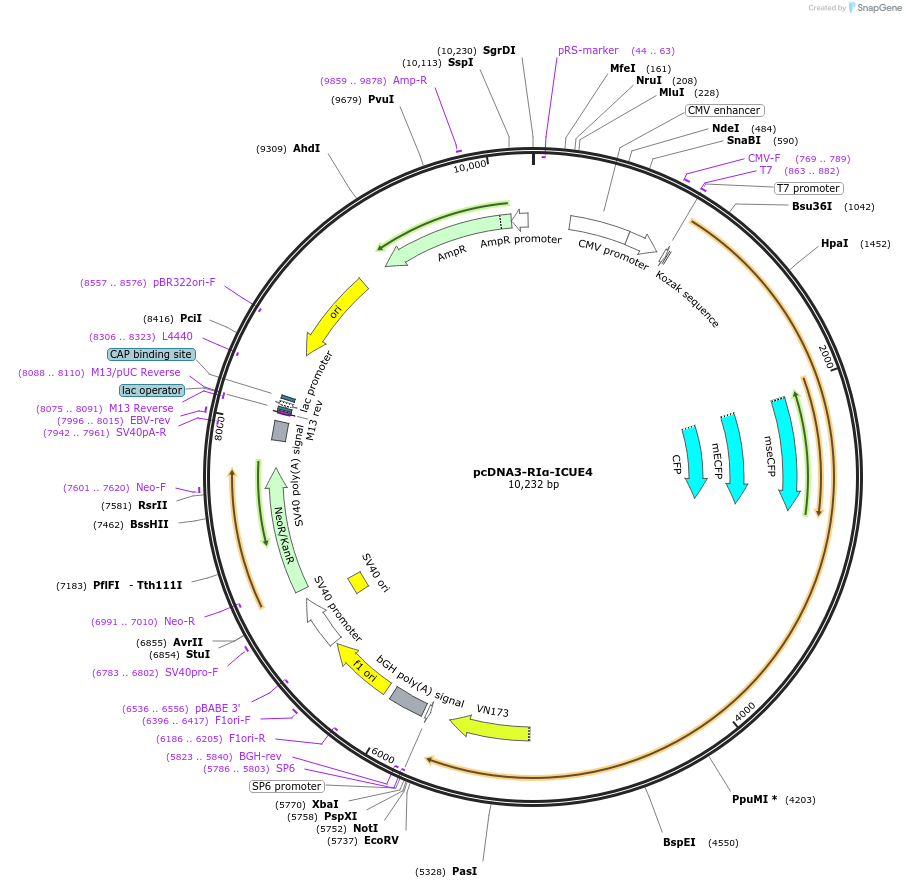 181848-plasmid-map-sequence-id-364152