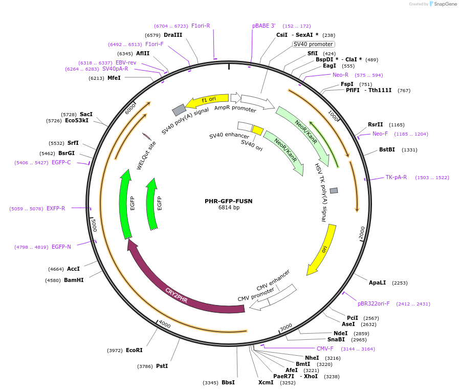 183932-plasmid-map-sequence-id-364154