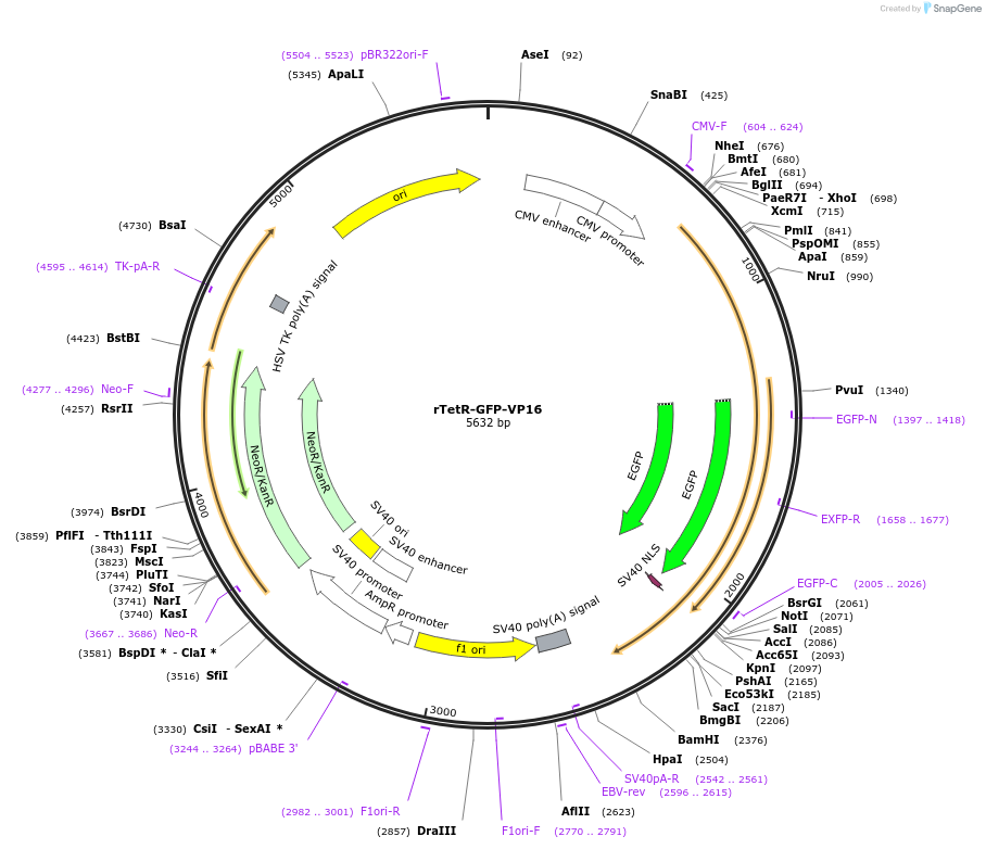 183917-plasmid-map-sequence-id-364155