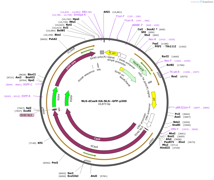 183925-plasmid-map-sequence-id-364156