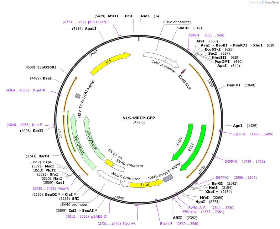 183934-plasmid-map-sequence-id-364157