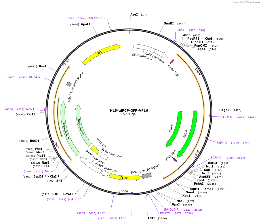 183935-plasmid-map-sequence-id-364164