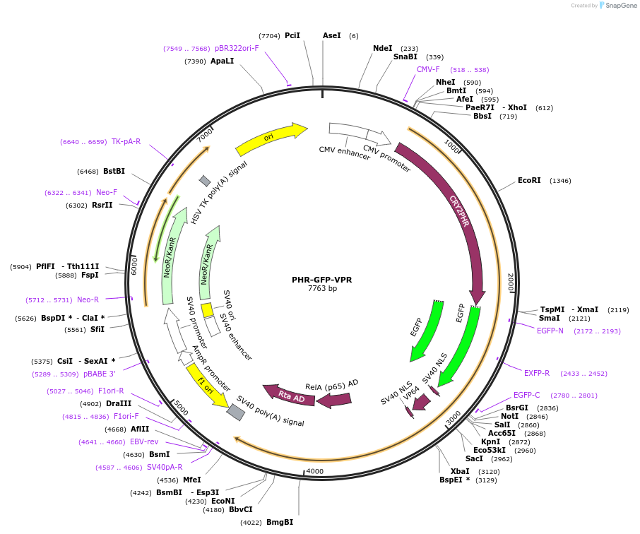 183928-plasmid-map-sequence-id-364197