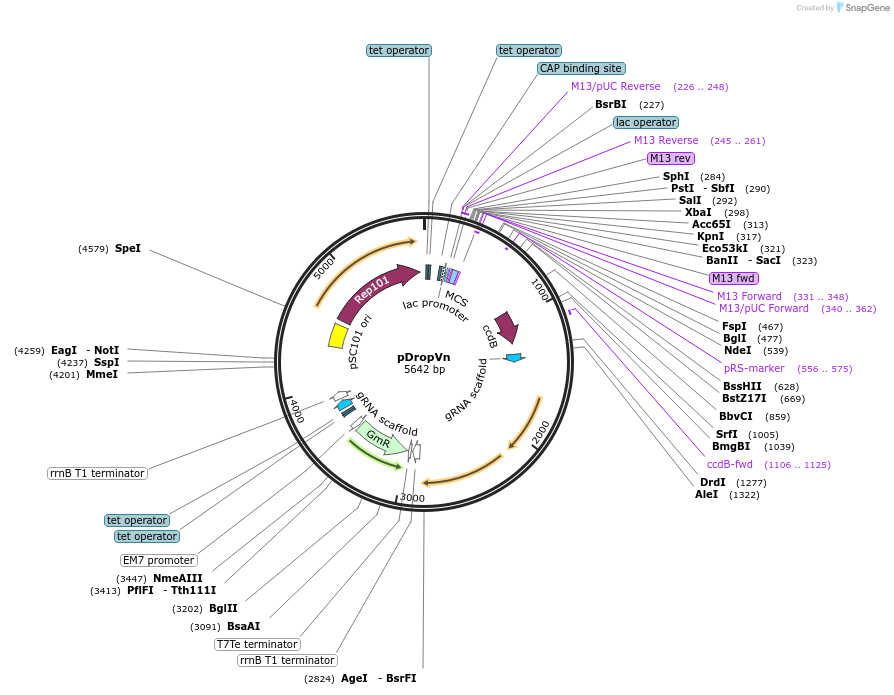 184873-plasmid-map-sequence-id-364201
