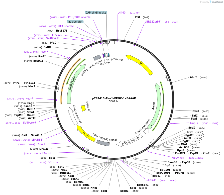 169482-plasmid-map-sequence-id-364207