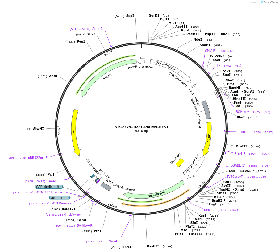 169484-plasmid-map-sequence-id-364210
