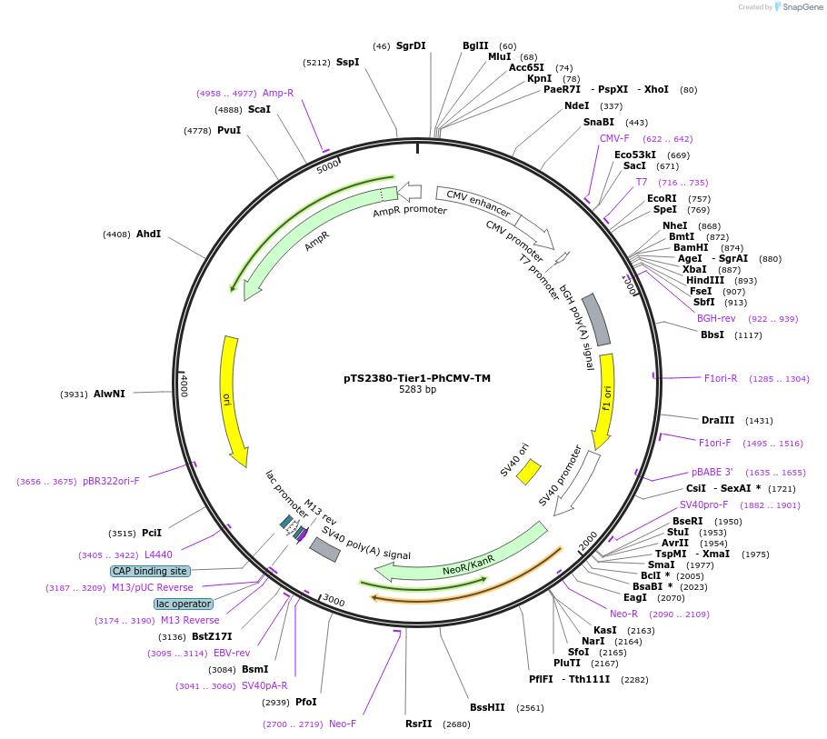 169485-plasmid-map-sequence-id-364211